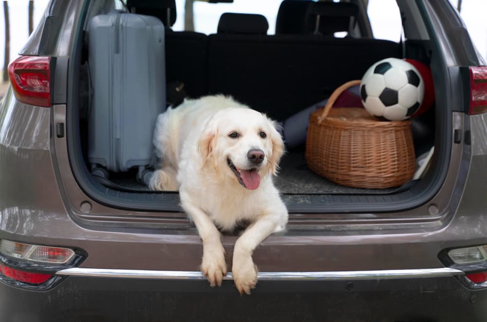 Dog transport services in Bangalore